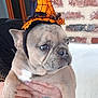 dog, french_bulldog, puppy, costume, hat, orange, black, hands, tattoo, brick_wall, white_wall, pet, animal, cute, portrait, indoor, closeup, face, ears, wrinkles