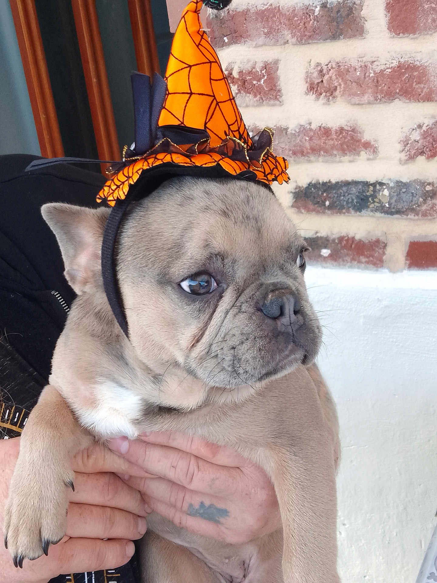 Lucie a rejoint le concours — aidez-le/la à gagner de superbes lots ! dog, french_bulldog, puppy, costume, hat, orange, black, hands, tattoo, brick_wall, white_wall, pet, animal, cute, portrait, indoor, closeup, face, ears, wrinkles