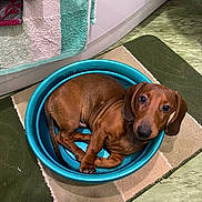 Ricci a rejoint le concours — aidez-le/la à gagner de superbes lots ! dog, dachshund, puppy, brown, plastic_basin, bathroom, rug, towel, floor, tile, pet, animal, indoor, cute, cozy, looking_up, curious, small, ears, tail