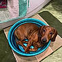 dog, dachshund, puppy, brown, plastic_basin, bathroom, rug, towel, floor, tile, pet, animal, indoor, cute, cozy, looking_up, curious, small, ears, tail
