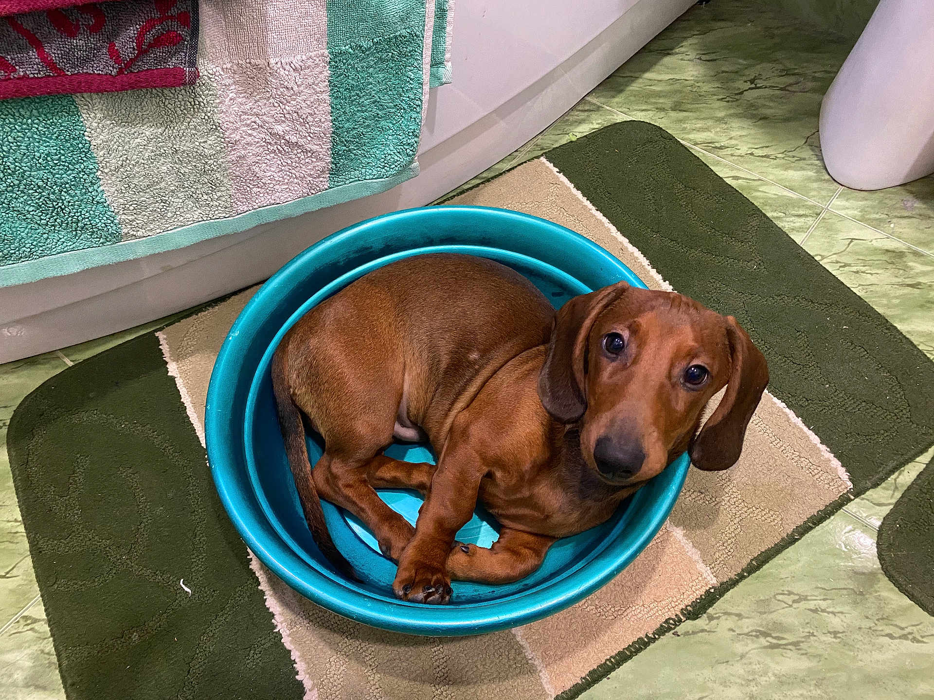 Ricci a rejoint le concours — aidez-le/la à gagner de superbes lots ! dog, dachshund, puppy, brown, plastic_basin, bathroom, rug, towel, floor, tile, pet, animal, indoor, cute, cozy, looking_up, curious, small, ears, tail
