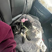 Eliza Duarte is registered to the contest to win money with this photo: puppy, dog, black_dog, blanket, plush_toy, car_interior, car_seat, sunlight, window, harness, soft_texture, pet, vehicle, resting, cozy, indoor, leisure, fur, seat_belt, comfort
