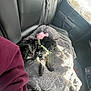 puppy, dog, black_dog, blanket, plush_toy, car_interior, car_seat, sunlight, window, harness, soft_texture, pet, vehicle, resting, cozy, indoor, leisure, fur, seat_belt, comfort
