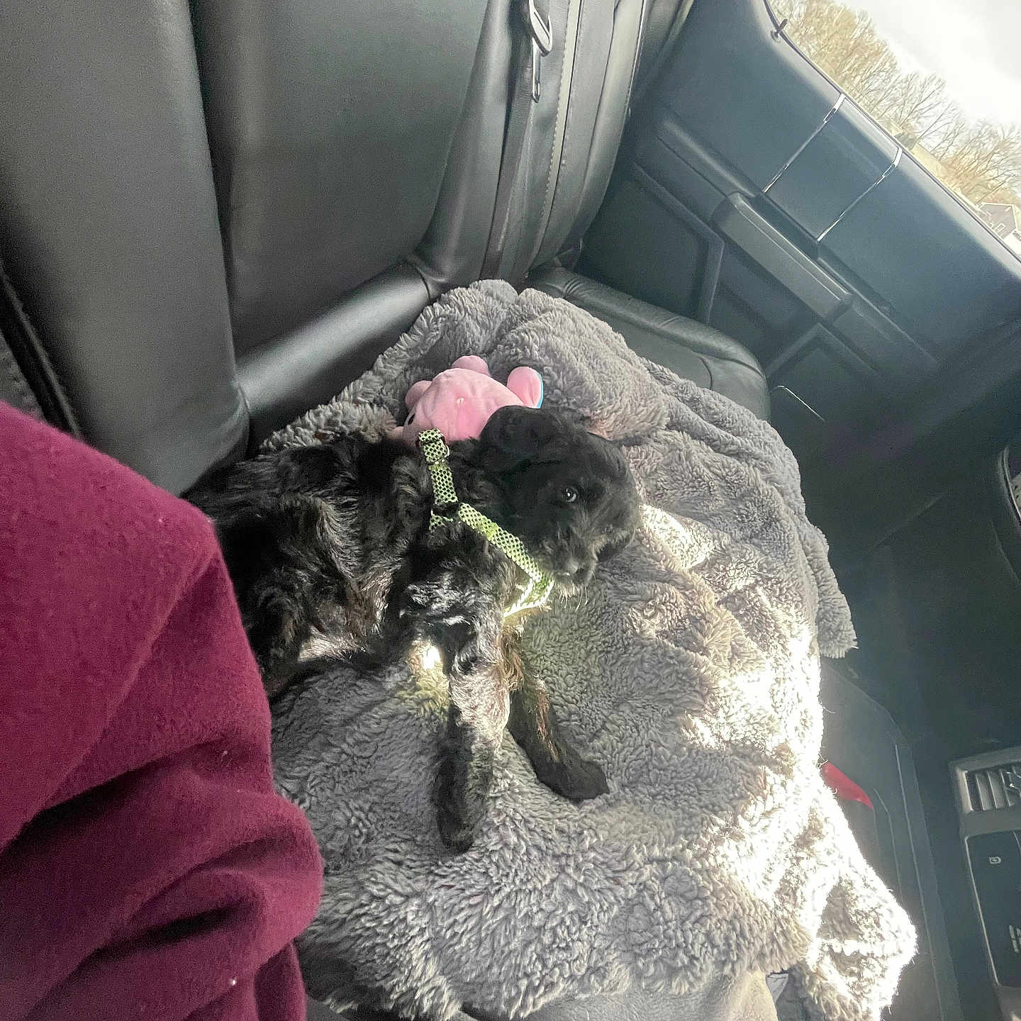 Eliza Duarte is registered to the contest to win money with this photo: black_dog, blanket, car_interior, car_seat, comfort, cozy, dog, fur, harness, indoor, leisure, pet, plush_toy, puppy, resting, seat_belt, soft_texture, sunlight, vehicle, window