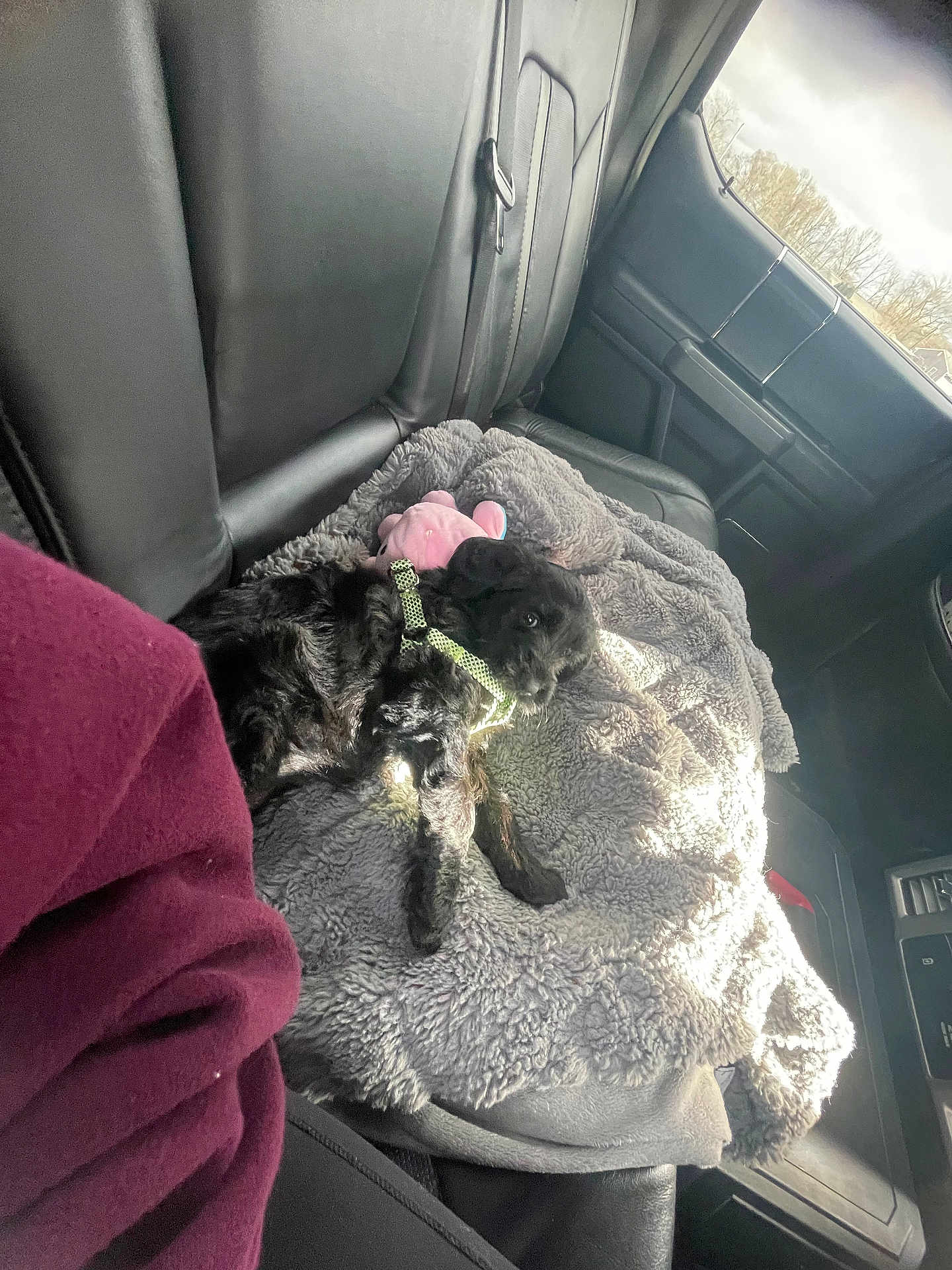 Eliza Duarte is registered to the contest to win money with this photo: puppy, dog, black_dog, blanket, plush_toy, car_interior, car_seat, sunlight, window, harness, soft_texture, pet, vehicle, resting, cozy, indoor, leisure, fur, seat_belt, comfort