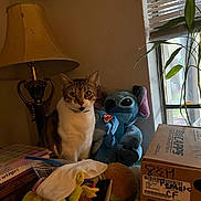 Ash is registered to the contest to win money with this photo: cat, stuffed_toy, lamp, window, plant, box, table, indoor, curtains, clutter, mug, toy, blinds, furniture, domestic, pet, animal, soft_toy, decor, household