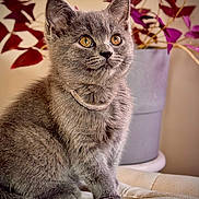 Vishka joined the competition — help win amazing prizes! amber_eyes, calm, closeup, cozy, cute, domestic_animal, feline, flower_pot, fur, gray_cat, indoor, kitten, leather_surface, necklace, pet, plant, portrait, purple_leaves, sitting, whiskers