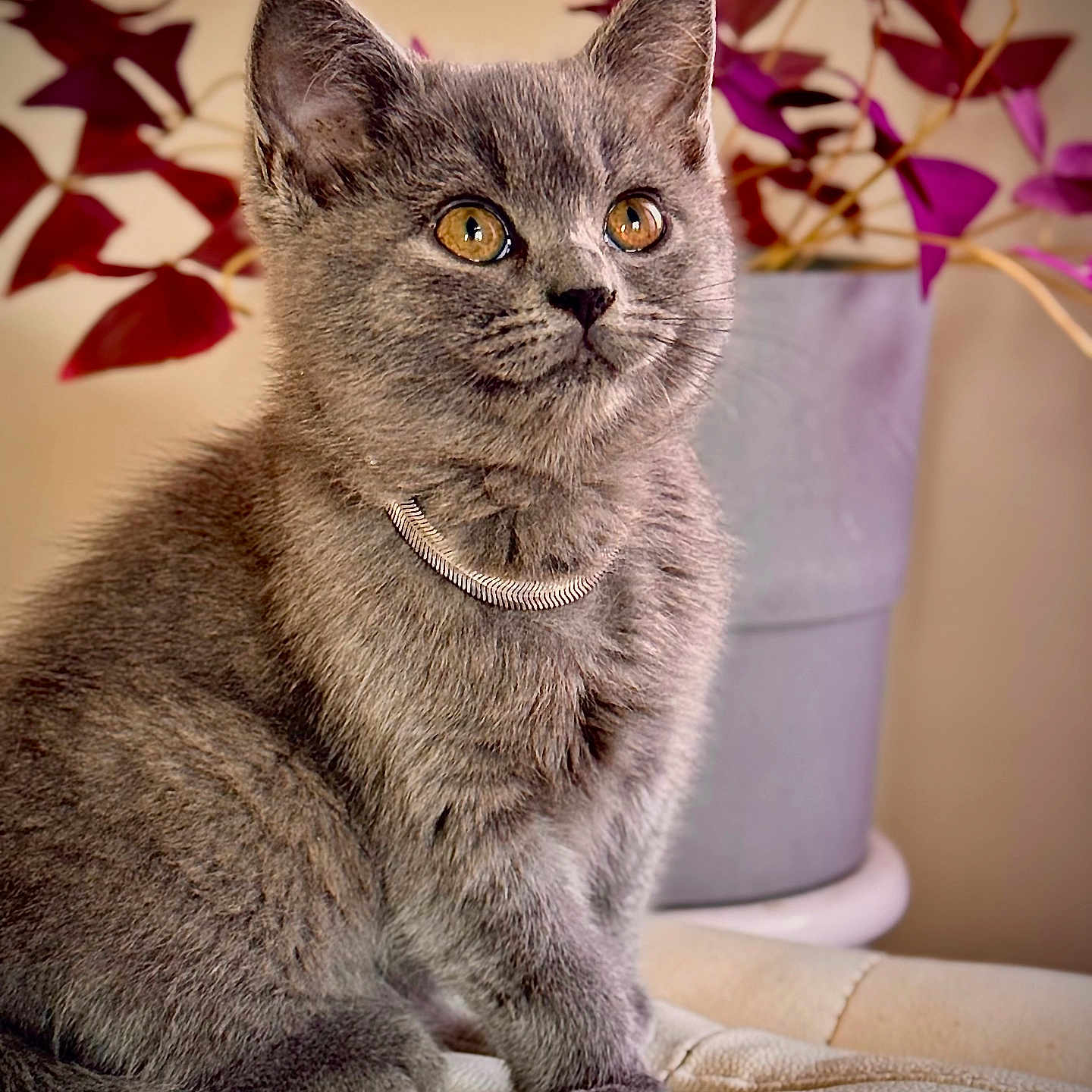 Vishka joined the competition — help win amazing prizes! amber_eyes, calm, closeup, cozy, cute, domestic_animal, feline, flower_pot, fur, gray_cat, indoor, kitten, leather_surface, necklace, pet, plant, portrait, purple_leaves, sitting, whiskers