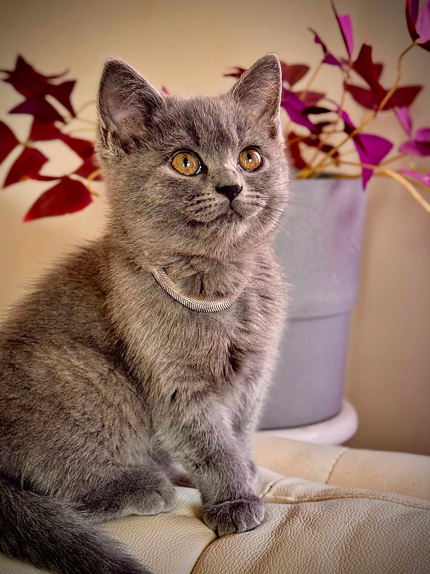 Vishka joined the competition — help win amazing prizes! amber_eyes, calm, closeup, cozy, cute, domestic_animal, feline, flower_pot, fur, gray_cat, indoor, kitten, leather_surface, necklace, pet, plant, portrait, purple_leaves, sitting, whiskers