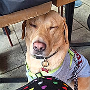 Tucker joined the competition — help win amazing prizes! accessory, canine, closed_eyes, clothing, collar, colorful_hearts, concrete_floor, cute, dog, fabric, floor, gray_outfit, green_harness, indoor, leash, pet, relaxed, sitting, table, wooden_table