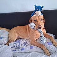 Tucker is registered to the contest to win money with this photo: animal, bed, canine, comfort, cute, dog, domestic, fur, golden_dog, hippo_plush, household, indoor, lying_down, pet, pillow, plush_toy, relaxed, resting, rope_toy, toy