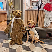 Tucker joined the competition — help win amazing prizes! dog, stuffed_bear, leash, vest, bow, floor_tiles, store_interior, wood_paneling, glass_window, reflection, person, decorative_lights, ribbon, smiling_dog, pet_accessory, indoor, animal, toy, happy, sitting