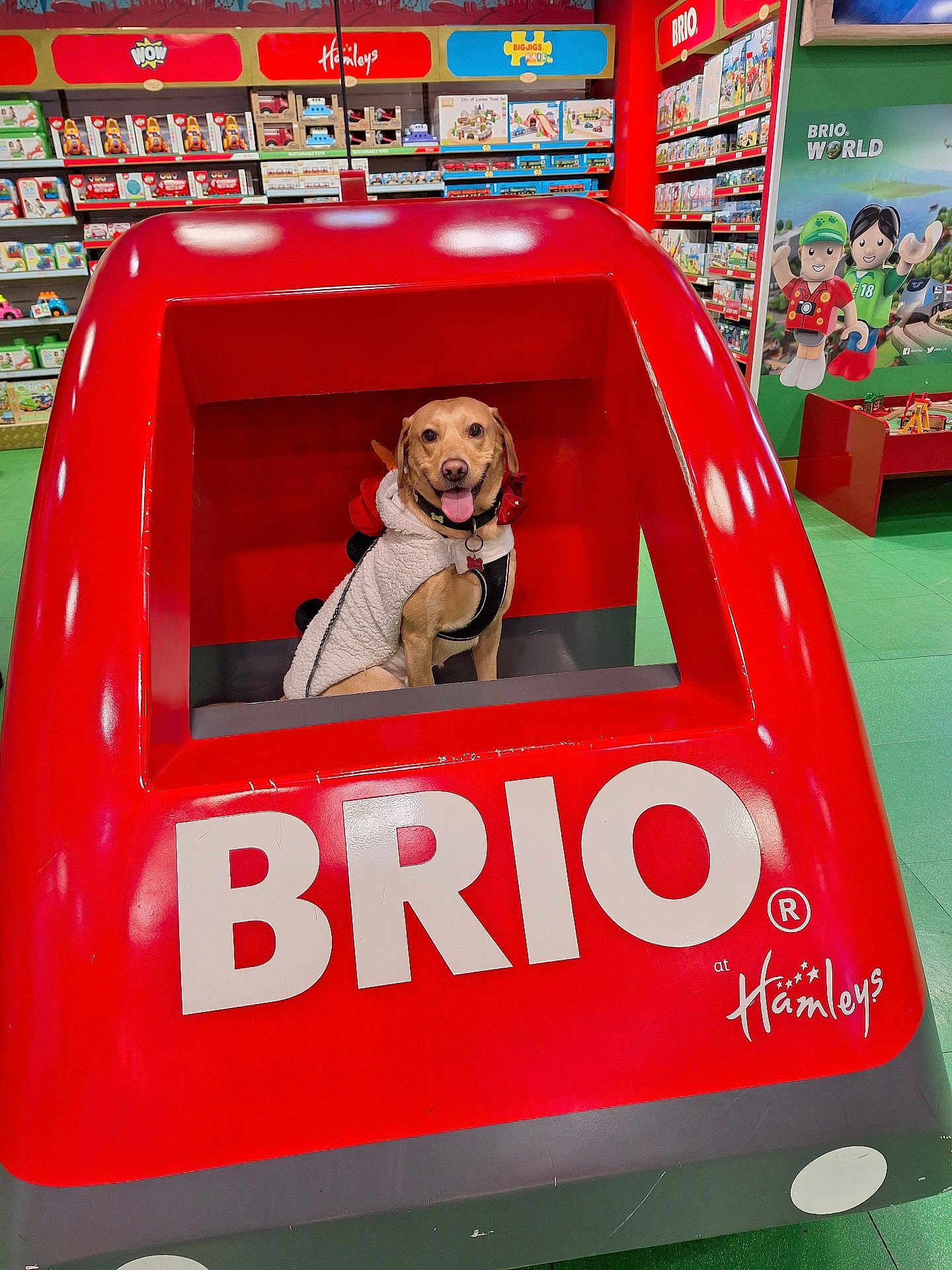 Tucker joined the competition — help win amazing prizes! dog, toy_store, red, train, costume, pet, smiling, indoor, playful, animal, happy, canine, sitting, window, colorful, shelf, toy, background, store, cute