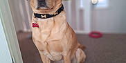 Tucker is registered to the contest to win money with this photo: accessories, animal, beagle, boxer, bulldog, canine, dog, goldenretriever, hardwood, hound, indoors, interiordesign, labradorretriever, pet, pitbull, plywood, pointer, puppy, strap, wood