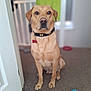 Tucker joined the competition — help win amazing prizes! accessories, animal, architecture, boxer, bulldog, canine, dog, door, goldenretriever, hardwood, hound, indoors, interiordesign, labradorretriever, pet, plywood, pointer, puppy, strap, wood