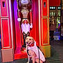 Tucker joined the competition — help win amazing prizes! dog, costume, leash, nutcracker, statue, teddy_bear, red, gold, decorative, holiday, urban, person, walking, street, night, lights, smiling_dog, festive, sculpture, background