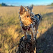 Una a rejoint le concours — aidez-le/la à gagner de superbes lots ! dog, yorkshire_terrier, tree_stump, outdoor, field, sunlight, blurred_background, blue_sky, small_dog, fur, pet, nature, animal, standing, portrait, daylight, ears, snout, canine, red_harness