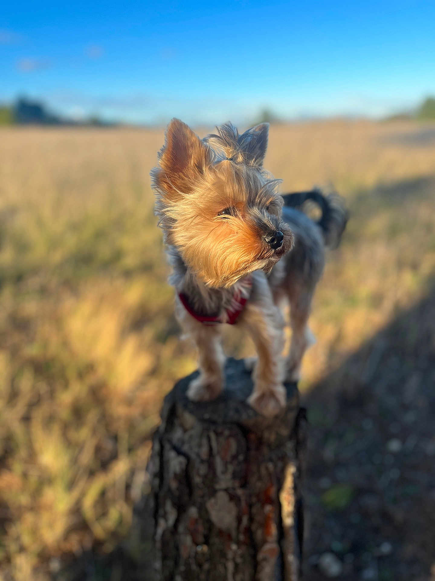 Una a rejoint le concours — aidez-le/la à gagner de superbes lots ! dog, yorkshire_terrier, tree_stump, outdoor, field, sunlight, blurred_background, blue_sky, small_dog, fur, pet, nature, animal, standing, portrait, daylight, ears, snout, canine, red_harness