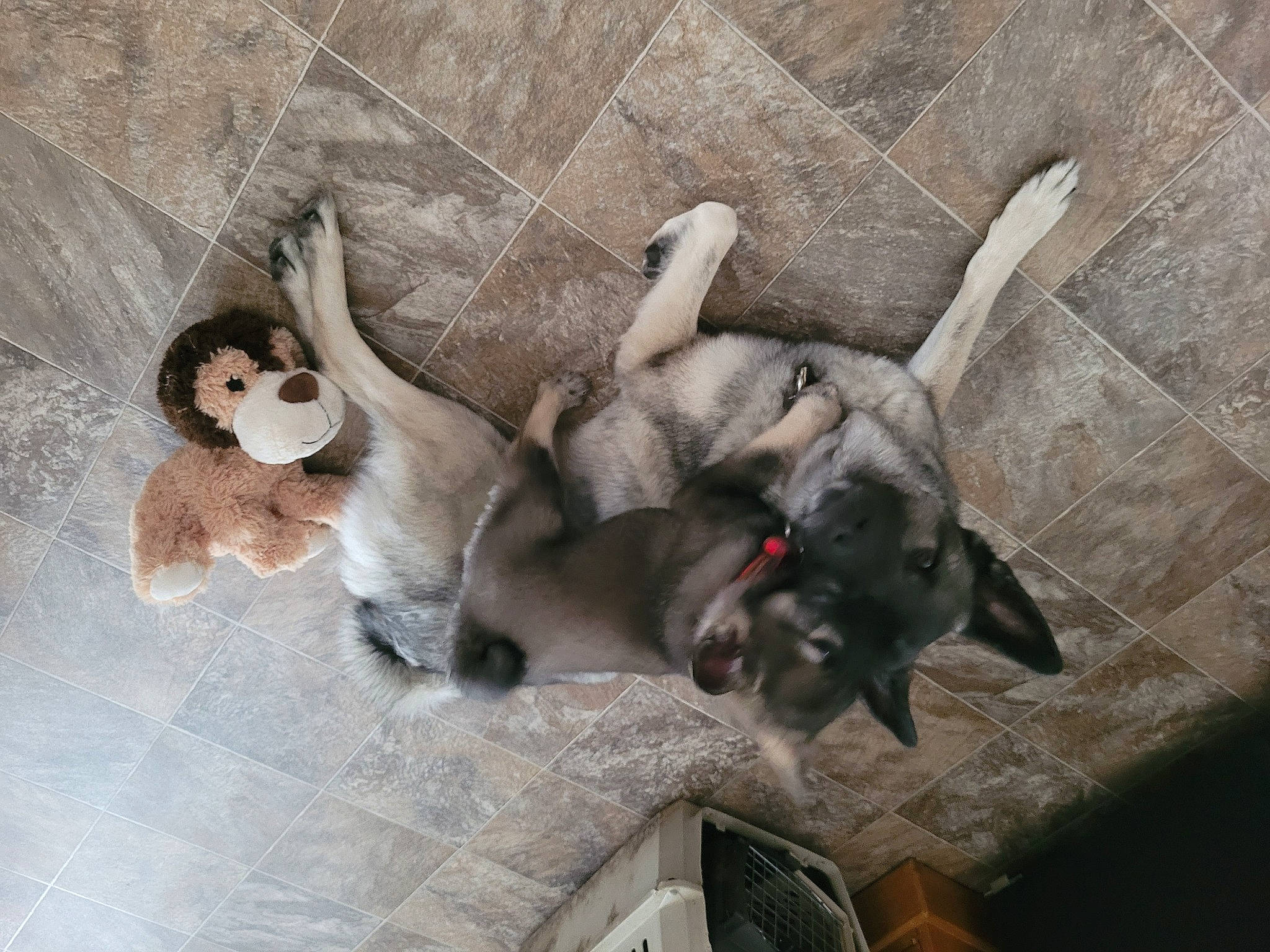 Roscoe joined the competition — help win amazing prizes! canidae, carnivore, comfort, companion_dog, dog, dog_breed, fawn, felidae, fur, grey, paw, small_to_medium_sized_cats, snout, sporting_group, tail, whiskers, wing, working_animal