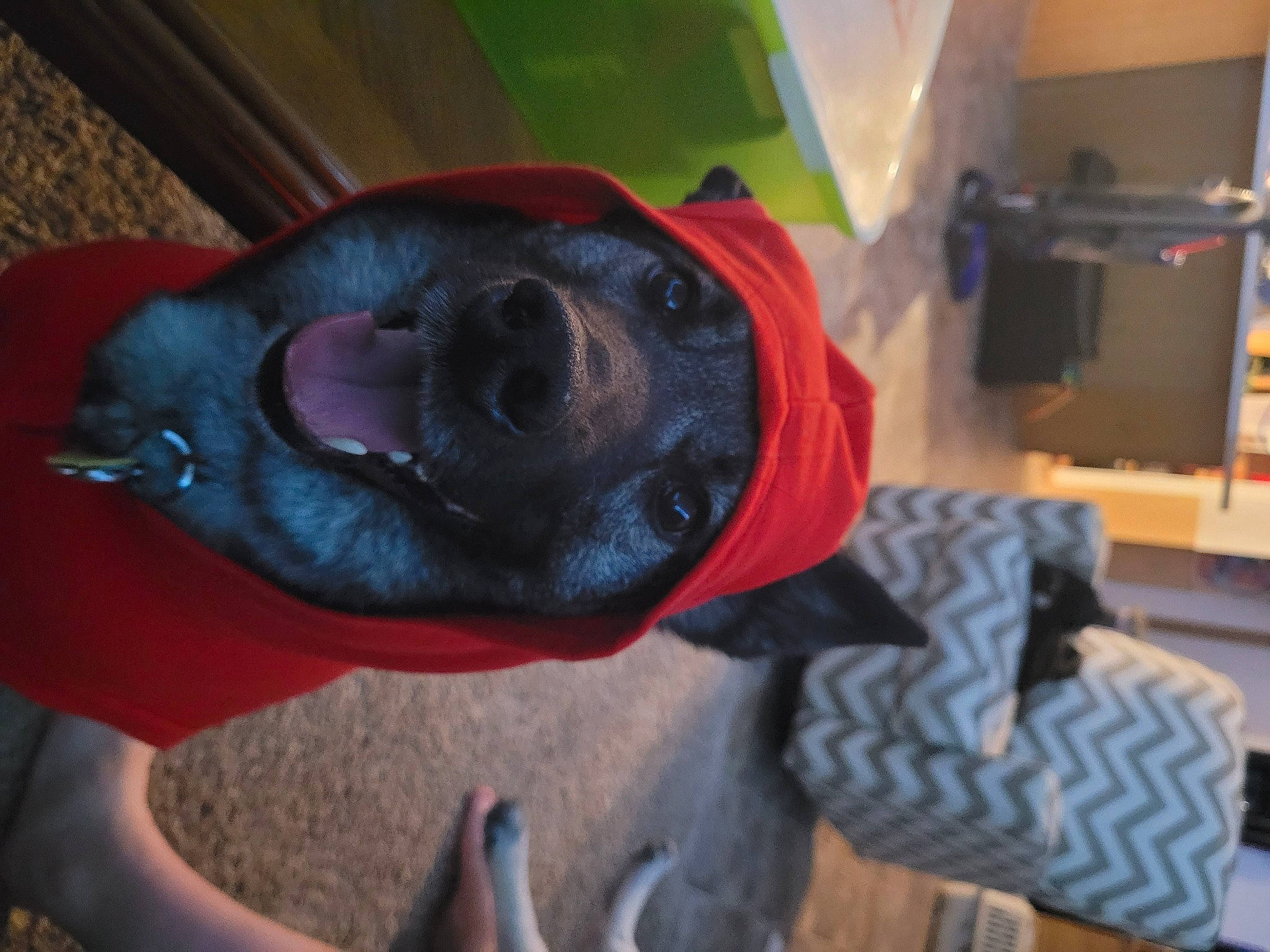 Roscoe is registered to the contest to win money with this photo: borador, canidae, carnivore, collar, companion_dog, computer_monitor, dog, dog_breed, fashion_accessory, fawn, fur, guard_dog, non_sporting_group, personal_protective_equipment, sporting_group, television, whiskers, working_animal, working_dog, wrinkle