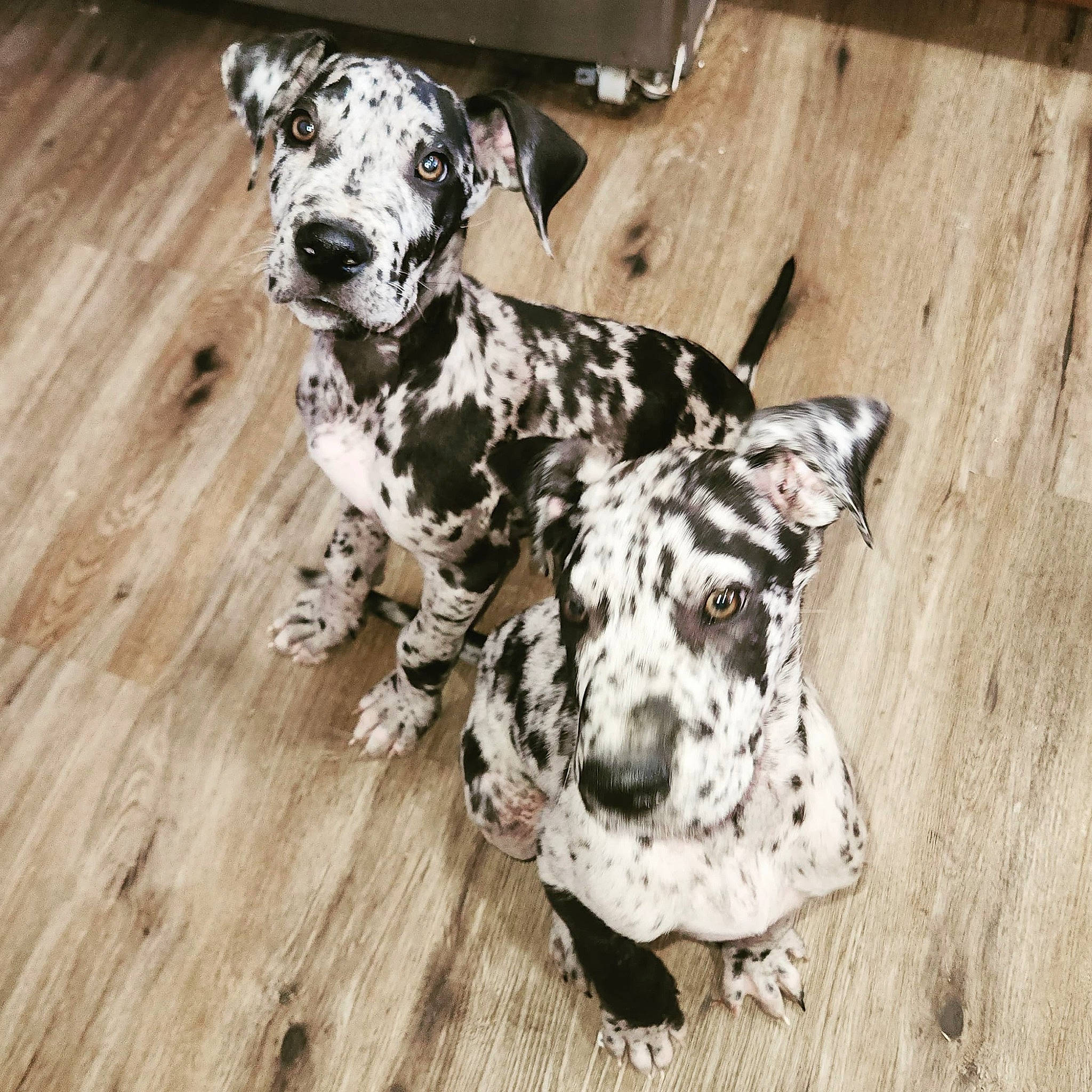 Ghost Fang is registered to the contest to win money with this photo: canidae, carnivore, companion_dog, dalmatian, dog, dog_breed, fawn, flooring, hardwood, non_sporting_group, plank, snout, sporting_group, terrestrial_animal, varnish, wood, wood_flooring, wood_stain, working_animal, working_dog