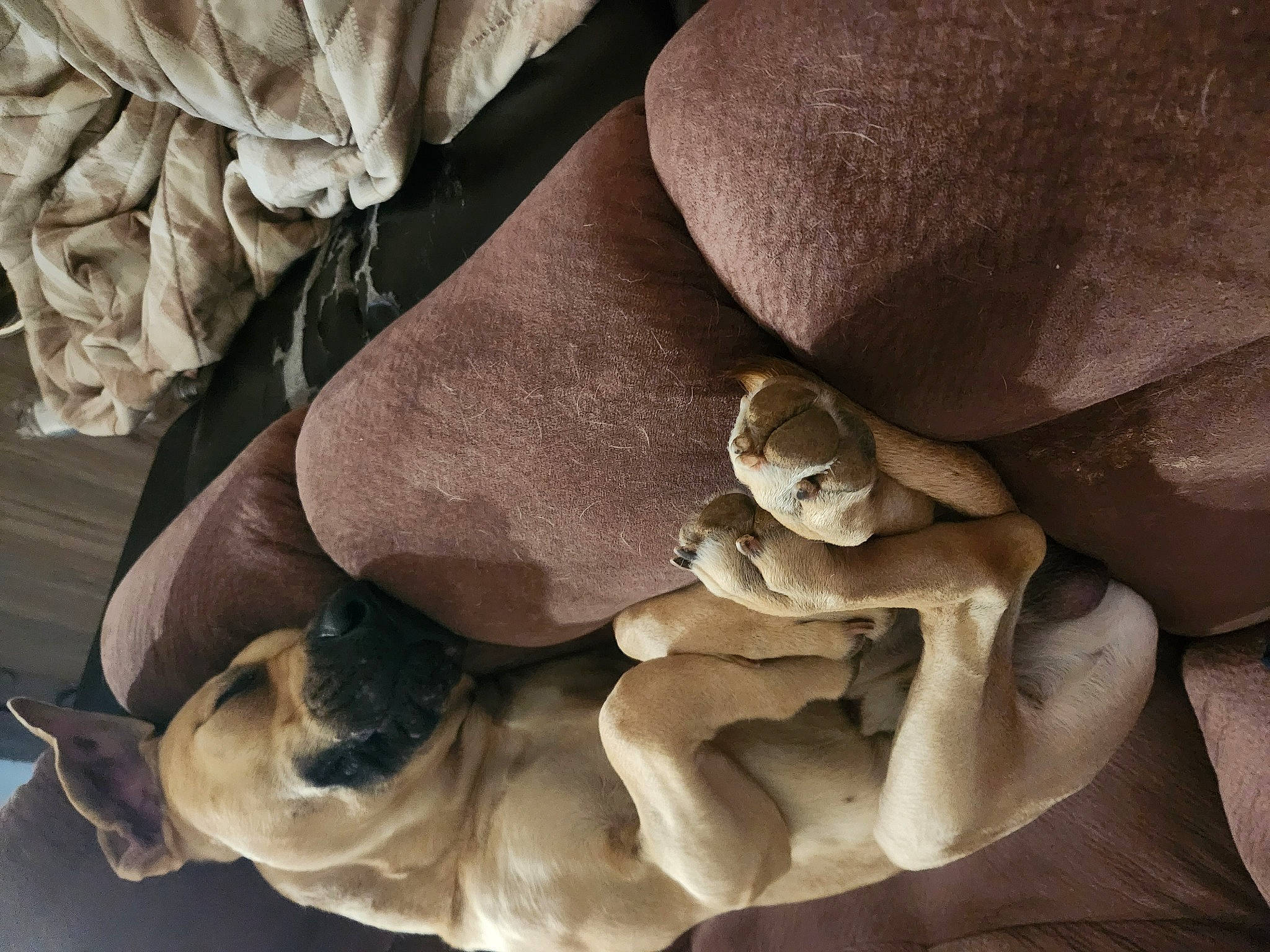 Banjo is registered to the contest to win money with this photo: chest, comfort, dog, fawn, fur, human_leg, knee, linens, monochrome, monochrome_photography, pattern, paw, petal, plant, rock, still_life_photography, trunk, wood