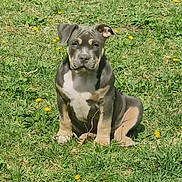 Brooklyn a rejoint le concours — aidez-le/la à gagner de superbes lots ! adorable, animal, canine, cute, dog, field, flower, fur, grass, greenery, mammal, nature, outdoor, pet, playful, puppy, sitting, summer, sunlight, young