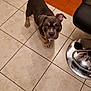 animal, brown_fur, canine, closeup, curious, dog, domestic, ear_flopped, floor_tiles, floor_transition, house, indoor, looking_up, metal_chair_base, pet, puppy, tan_fur, tile_floor, wood_floor, young_dog