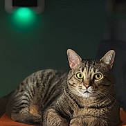 Whiskers joined the competition — help win amazing prizes! cat, tabby_cat, feline, pet, whiskers, green_eyes, fur, ears, portrait, close_up, indoor, cardboard_box, pizza_box, hot_n_ready, sitting, cozy, lamp, green_light, bokeh, shallow_depth_of_field