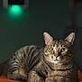 cat, tabby_cat, feline, pet, whiskers, green_eyes, fur, ears, portrait, close_up, indoor, cardboard_box, pizza_box, hot_n_ready, sitting, cozy, lamp, green_light, bokeh, shallow_depth_of_field