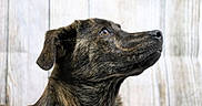 Maya a rejoint le concours — aidez-le/la à gagner de superbes lots ! canidae, carnivore, dog, dog_breed, dutch_shepherd_dog, mammal, mountain_cur, plott_hound, rare_breed_dog, snout, sporting_group, street_dog, vertebrate
