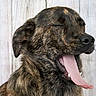 Maya participe au concours pour gagner de l'argent avec cette photo : canidae, carnivore, cimarron_uruguayo, dog, dog_breed, dutch_shepherd_dog, estrela_mountain_dog, giant_dog_breed, irish_wolfhound, mammal, plott_hound, rafeiro_do_alentejo, rare_breed_dog, scottish_deerhound, sporting_group, street_dog, treeing_tennessee_brindle, vertebrate