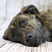 Maya a rejoint le concours — aidez-le/la à gagner de superbes lots ! canidae, carnivore, cimarron_uruguayo, dog, dog_breed, dutch_shepherd_dog, eye, fur, mammal, puppy, rare_breed_dog, snout, sporting_group, street_dog, vertebrate, whiskers