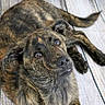 Maya participe au concours pour gagner de l'argent avec cette photo : canidae, carnivore, dog, dog_breed, dutch_shepherd_dog, mammal, rare_breed_dog, sporting_group, street_dog, treeing_tennessee_brindle