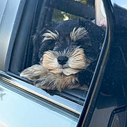 Frankie joined the competition — help win amazing prizes! puppy, dog, car, window, reflection, fluffy, black, brown, beard, eyebrows, pet, animal, closeup, outdoor, resting, cute, fur, canine, looking, relaxed