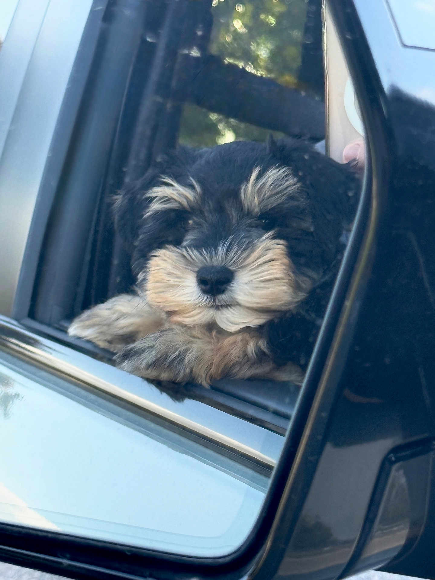 Frankie