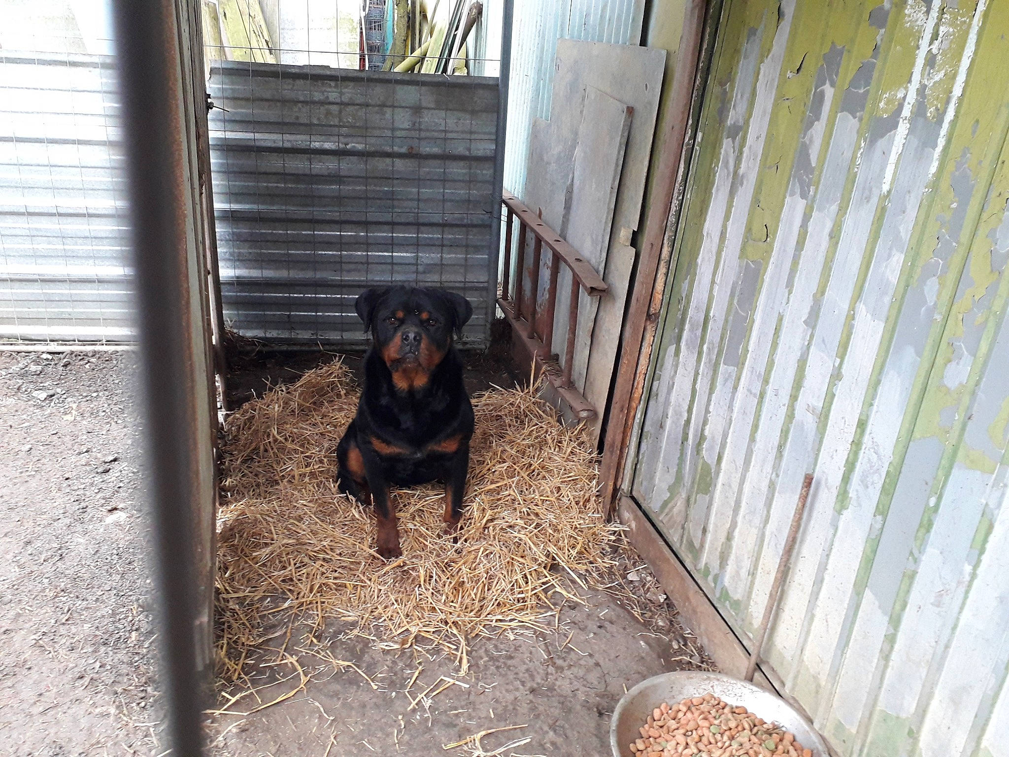 Tayzon participe au concours pour gagner de l'argent avec cette photo : animal_shelter, building, carnivore, companion_dog, dog, dog_breed, dog_supply, fawn, fence, fur, grass, guard_dog, home_fencing, landscape, pet_supply, soil, sporting_group, terrestrial_animal, wood, working_animal