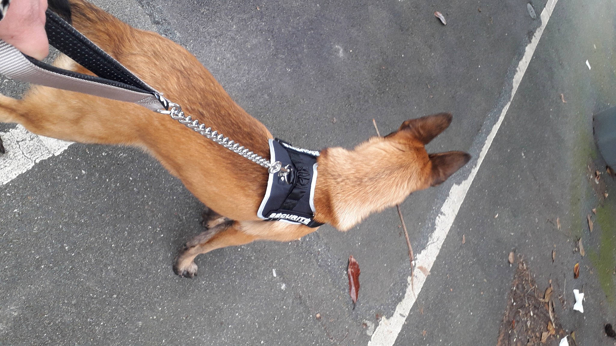 Undy participe au concours pour gagner de l'argent avec cette photo : asphalt, canidae, carnivore, collar, companion_dog, dog, dog_breed, dog_supply, fawn, foot, human_leg, leash, road_surface, shadow, sidewalk, snout, sporting_group, tail, thigh, wood