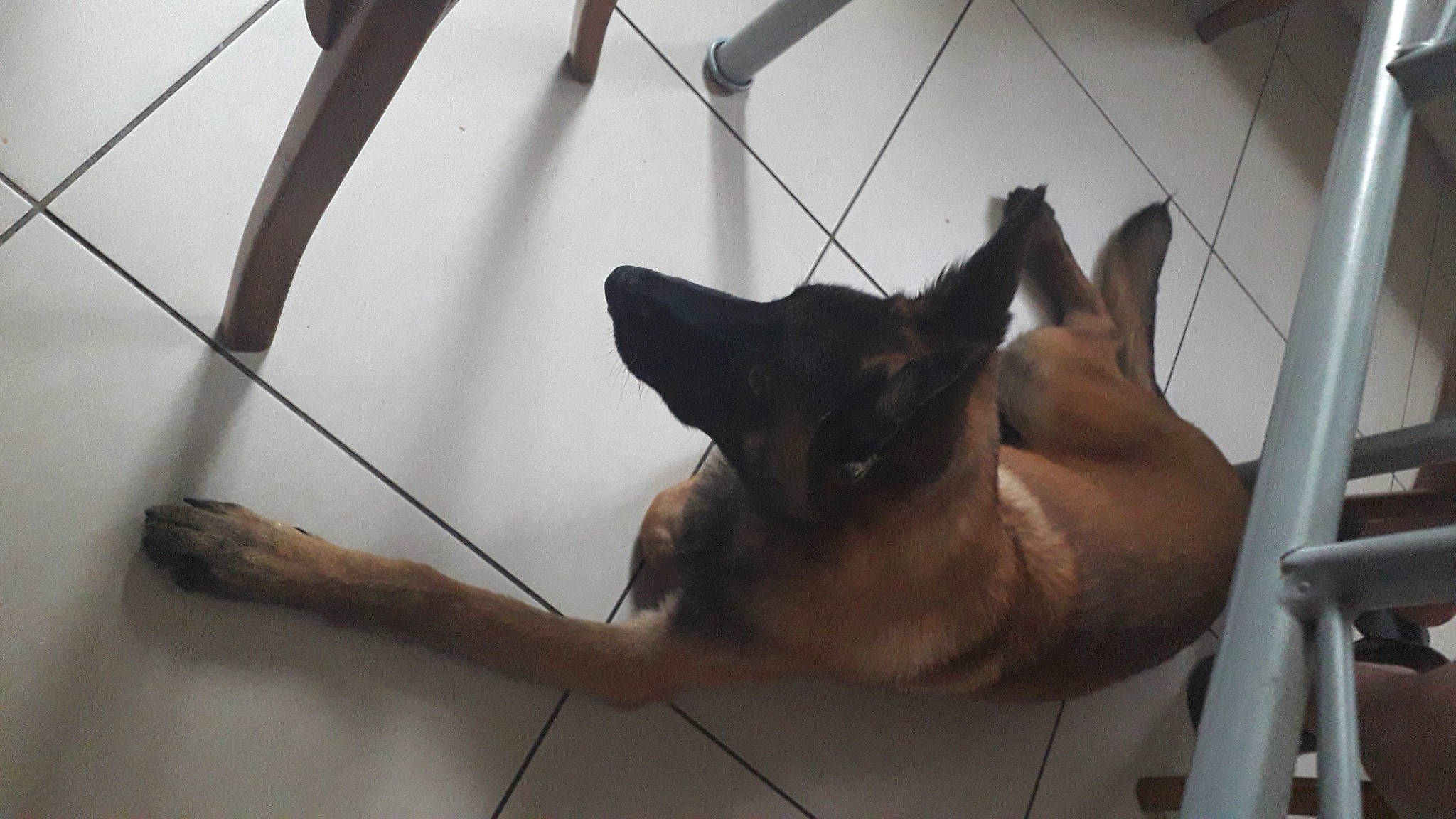 Undy participe au concours pour gagner de l'argent avec cette photo : canidae, carnivore, comfort, dog, dog_breed, fawn, felidae, fur, paw, small_to_medium_sized_cats, snout, sporting_group, tail, terrestrial_animal, twig, whiskers, wildlife, wire