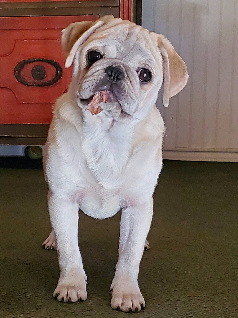 Gracie joined the competition — help win amazing prizes! ancient_dog_breeds, british_bulldogs, bulldog, canidae, carnivore, companion_dog, dog, dog_breed, mammal, non_sporting_group, old_english_bulldog, pug, puppy, rare_breed_dog, renascence_bulldogge, skin, snout, toy_bulldog, vertebrate, white_english_bulldog