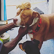 Bobo is registered to the contest to win money with this photo: dog, chick, animal, pet, brown_dog, black_dog, yellow_chick, collar, person, hand, indoor, floor, curious, gentle, friendship, mammal, bird, snout, paw, companion