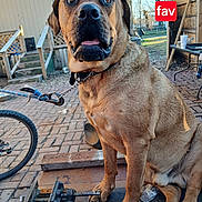 Brad is registered to the contest to win money with this photo: animal, bicycle_wheel, brick_patio, brown_dog, chain, collar, curious, daytime, dog, leash, metal_tool, outdoor, pet, rustic, sitting, stairs, sunlight, wooden_fence, workbench, yard
