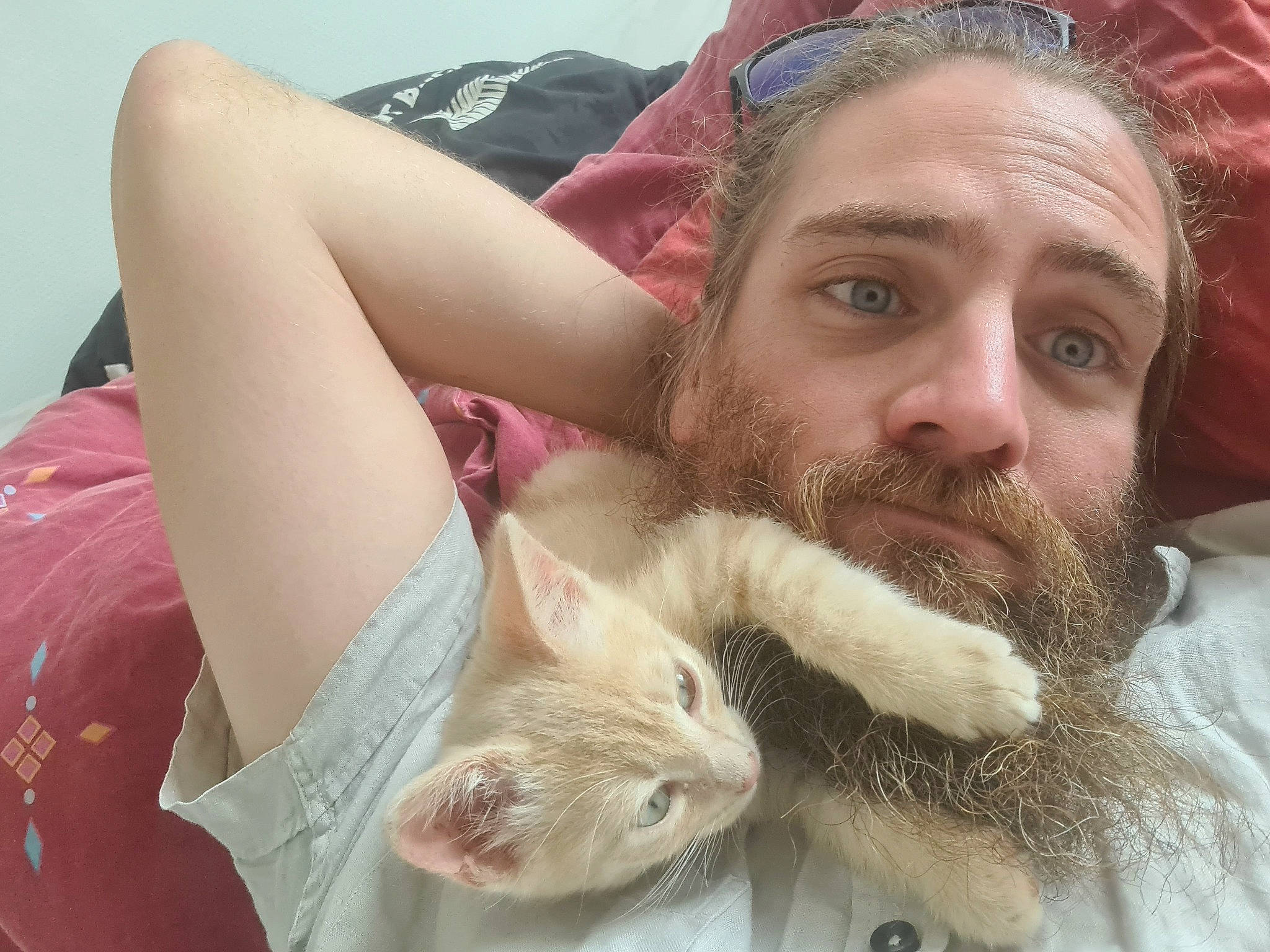 Thor a rejoint le concours — aidez-le/la à gagner de superbes lots ! beard, beauty, carnivore, cat, companion_dog, ear, facial_hair, fawn, felidae, fun, fur, gesture, happy, hat, moustache, nose, paw, skin, small_to_medium_sized_cats, whiskers