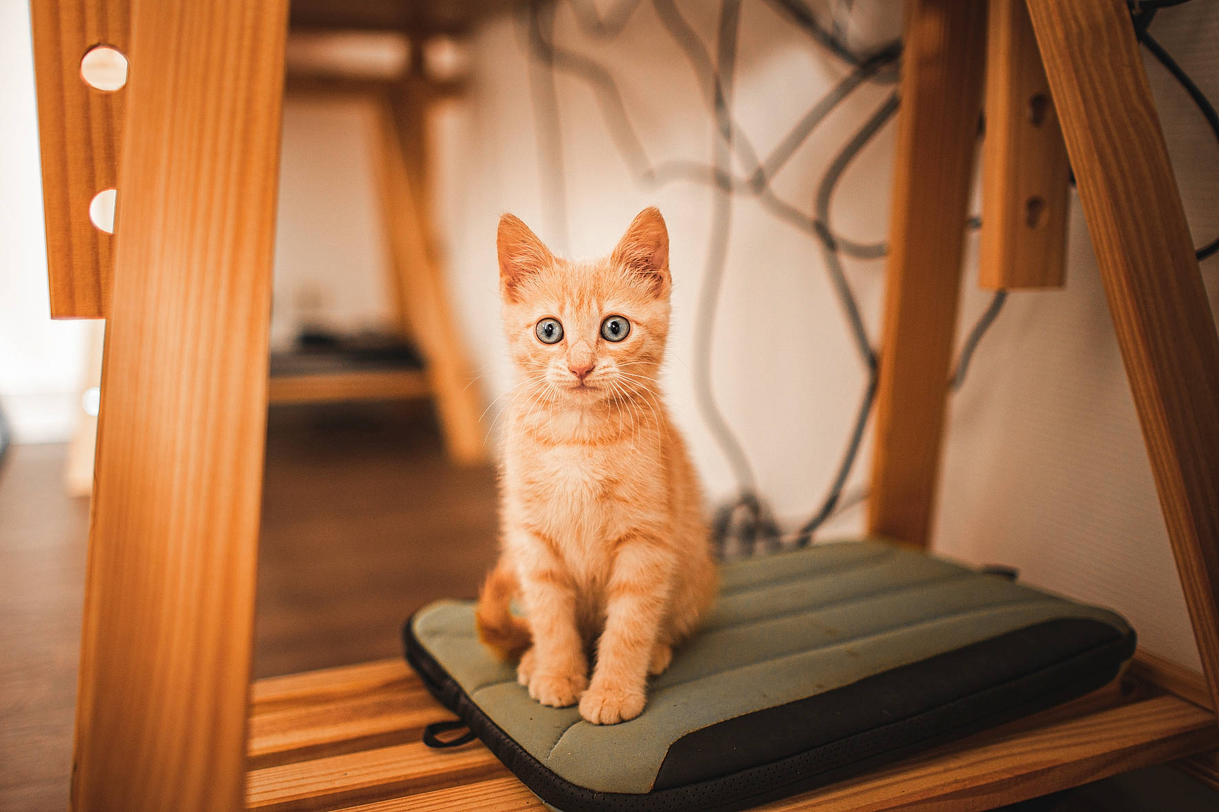 Thor participe au concours pour gagner de l'argent avec cette photo : carnivore, cat, chair, domestic_short_haired_cat, eye, fawn, felidae, flooring, fur, hardwood, orange, paw, room, sitting, small_to_medium_sized_cats, snout, tail, whiskers, window, wood