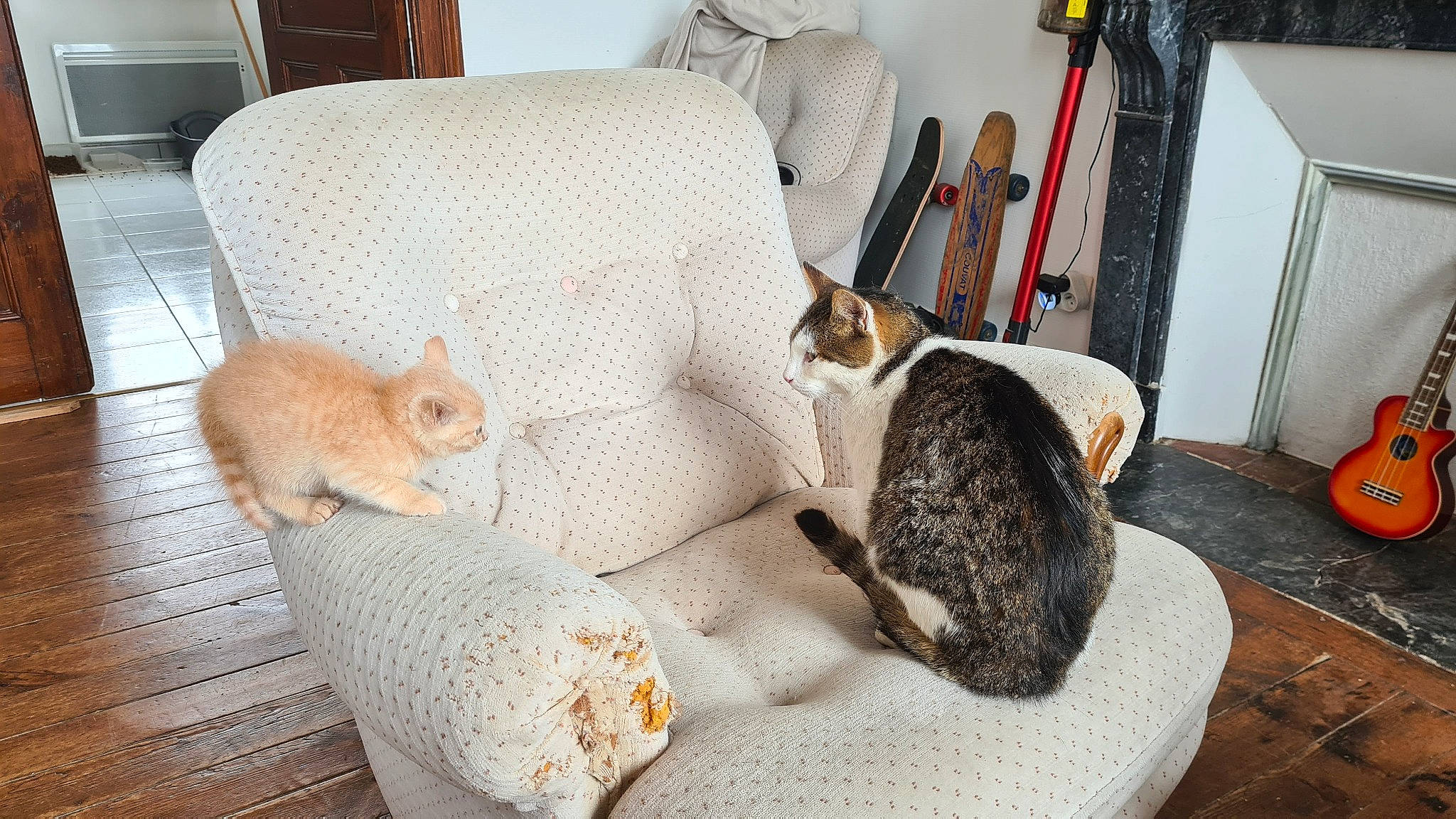 Thor a rejoint le concours — aidez-le/la à gagner de superbes lots ! carnivore, cat, cat_supply, chair, comfort, companion_dog, couch, domestic_short_haired_cat, door, fawn, felidae, flooring, fur, linens, pet_supply, picture_frame, small_to_medium_sized_cats, tail, whiskers, wood