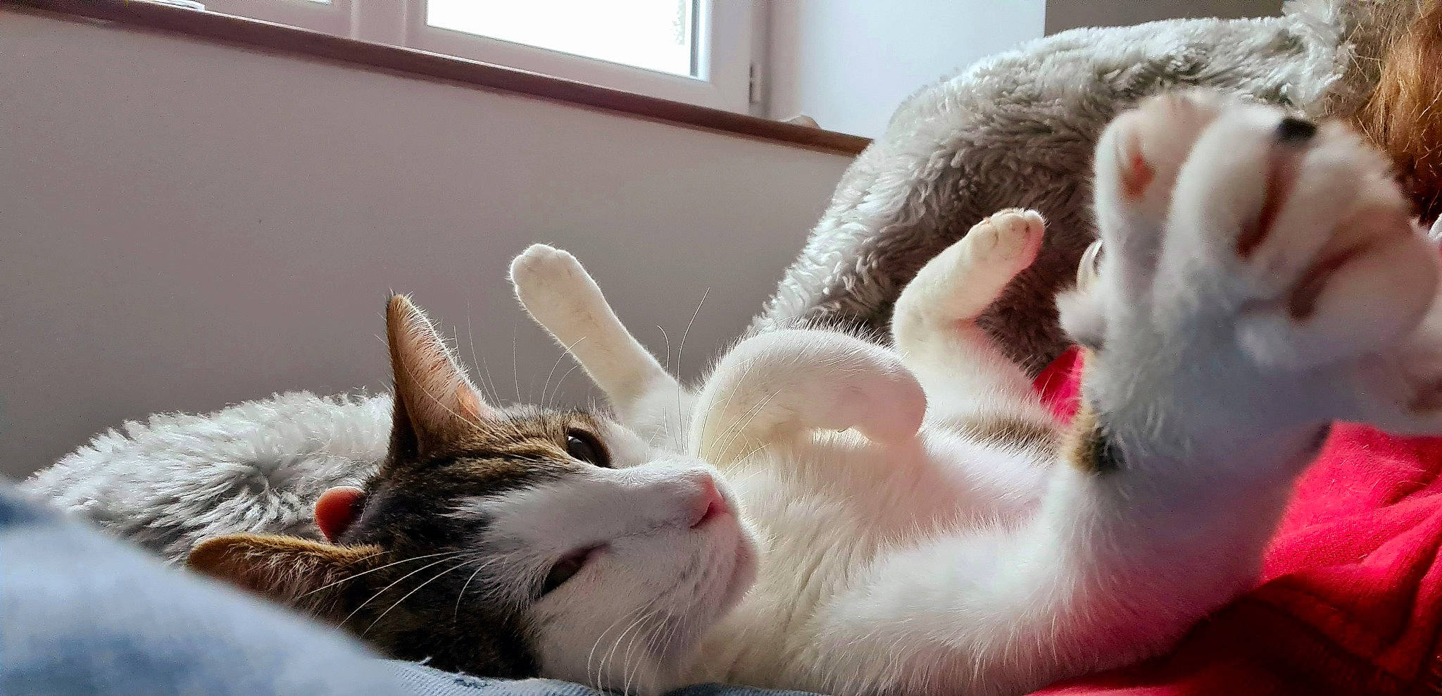 Bidule a rejoint le concours — aidez-le/la à gagner de superbes lots ! carnivore, cat, cat_supply, claw, close_up, comfort, domestic_short_haired_cat, fawn, felidae, fur, mammal, nap, paw, room, small_to_medium_sized_cats, snout, tail, vertebrate, whiskers, window