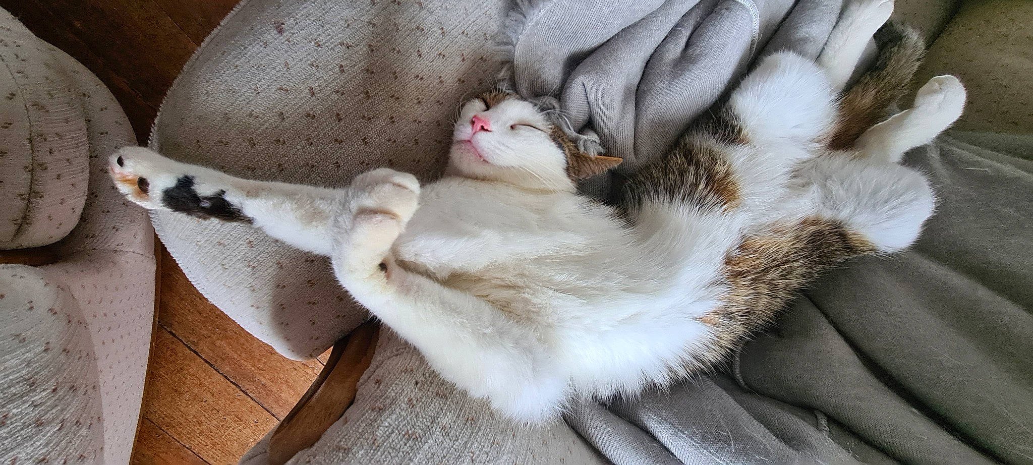 Bidule a rejoint le concours — aidez-le/la à gagner de superbes lots ! carnivore, cat, cat_bed, claw, comfort, companion_dog, domestic_short_haired_cat, fawn, felidae, foot, fur, hardwood, linens, nap, paw, sleep, small_to_medium_sized_cats, tail, whiskers