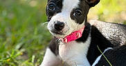 Pickles joined the competition — help win amazing prizes! puppy, dog, black_and_white, pink_collar, grass, outdoor, pet, animal, cute, young, portrait, fur, ears, eyes, nature, sunlight, laying_down, close_up, mammal, adorable