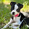 puppy, dog, black_and_white, pink_collar, grass, outdoor, pet, animal, cute, young, portrait, fur, ears, eyes, nature, sunlight, laying_down, close_up, mammal, adorable