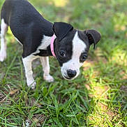 Pickles is registered to the contest to win money with this photo: puppy, dog, black_and_white, pink_collar, grass, outdoor, young_dog, curious, pet, canine, nature, closeup, animal, small_dog, playful, fur, ears, snout, greenery, daylight
